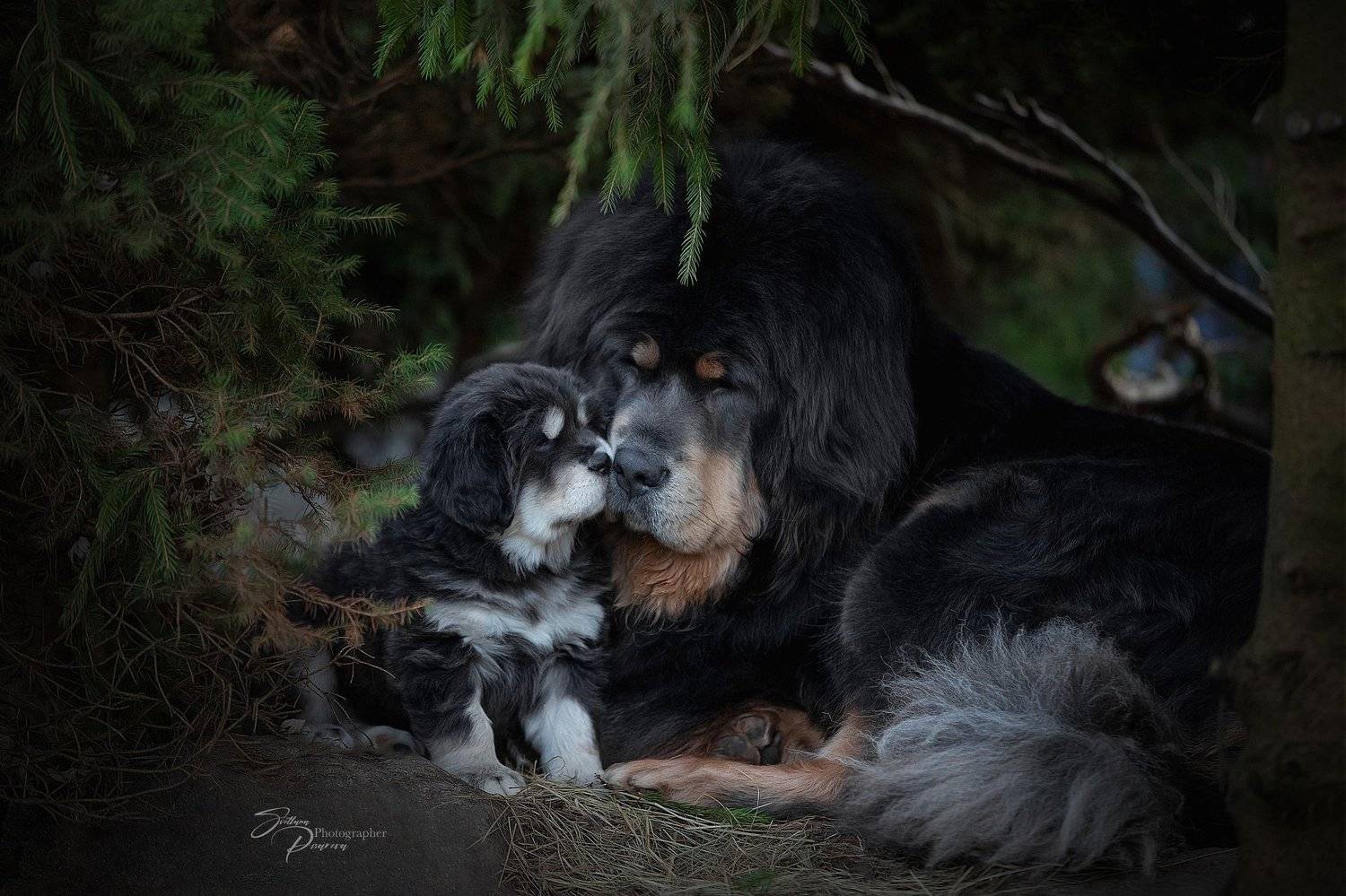 , Светлана Писарева