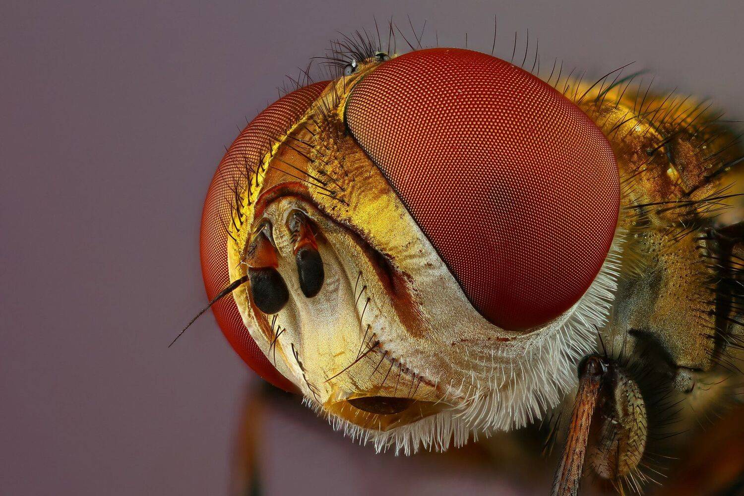 муха,портрет,макро,природа,цвет , Андрей Шаповалов