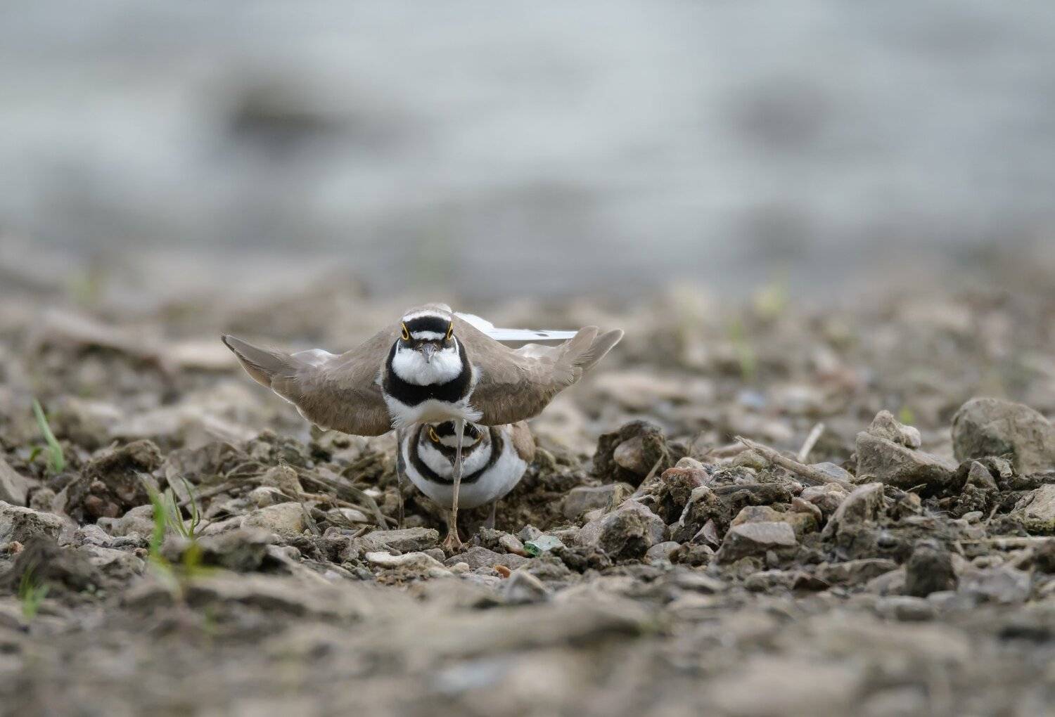 малый зуёк, птица, Charadrius dubius, галстучник, крылья птицы, речная мель, Москва река, природа Подмосковья, птицы Одинцовского края, гнездовое поведение, брачные игры птиц, защита, ухаживания, Ксения Соварцева