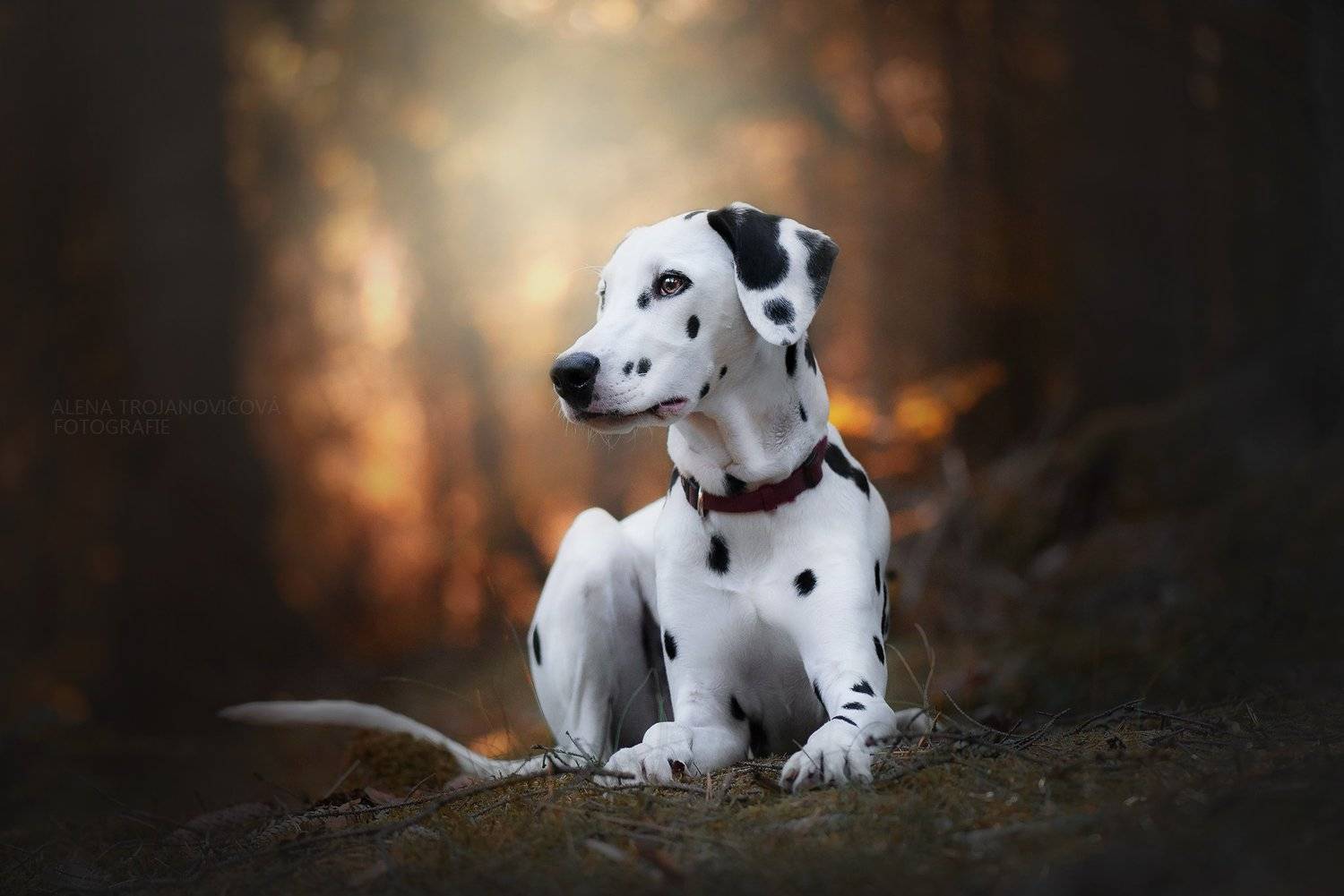 , Alena Trojanovičov&aacute;