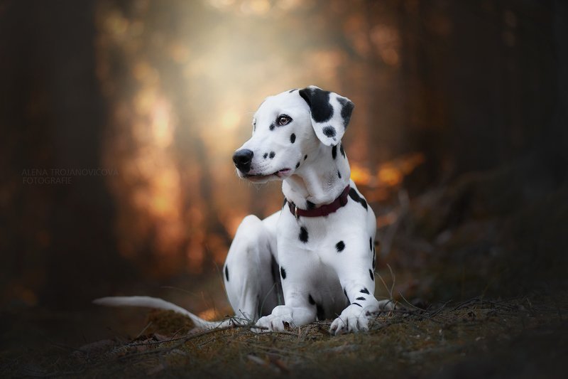 Dalmatin  фото превью