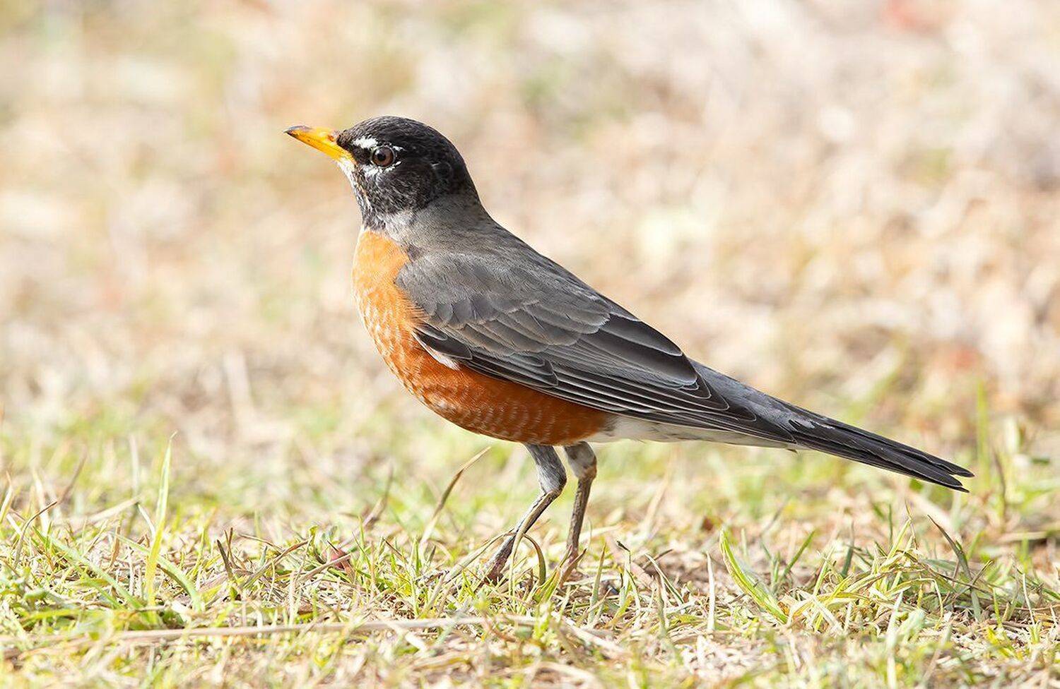 странствующий дрозд, american robin, дрозд, Elizabeth Etkind