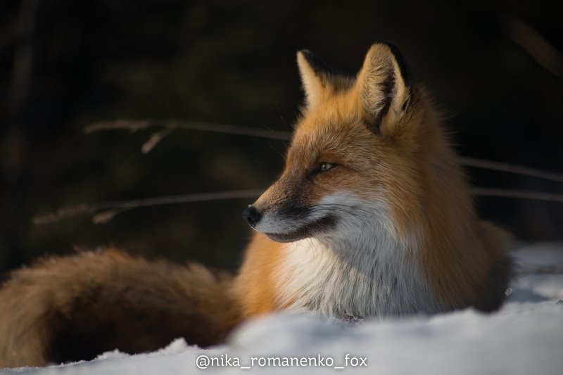 лиса, лисы, животные, снег, зима, animals, fox, foxes, animal, лис, red fox, forest, лес  фото превью