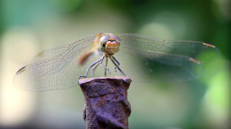 *** фото превью