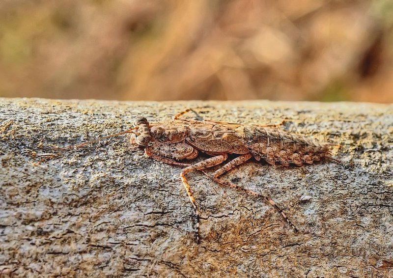 macro, closeup, insect, макро, насекомые, gnilenkov А меня не видно.... фото превью