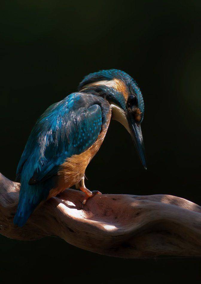 , Стефан Дянков