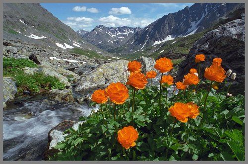 Жарки Алтая