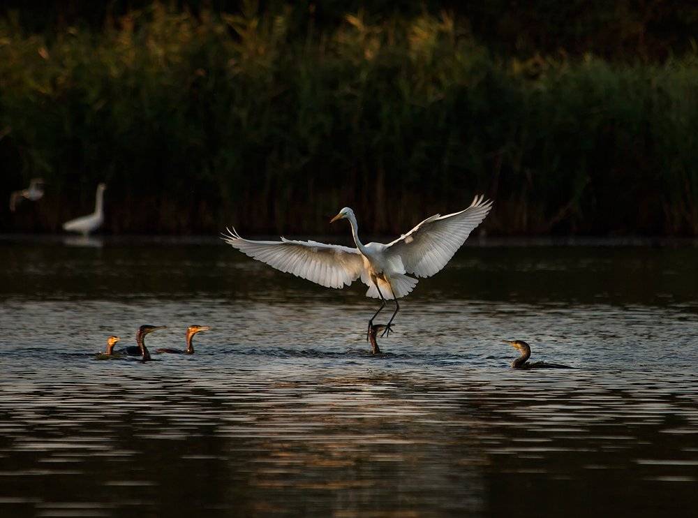 белая, цапля, Игорь Олейник