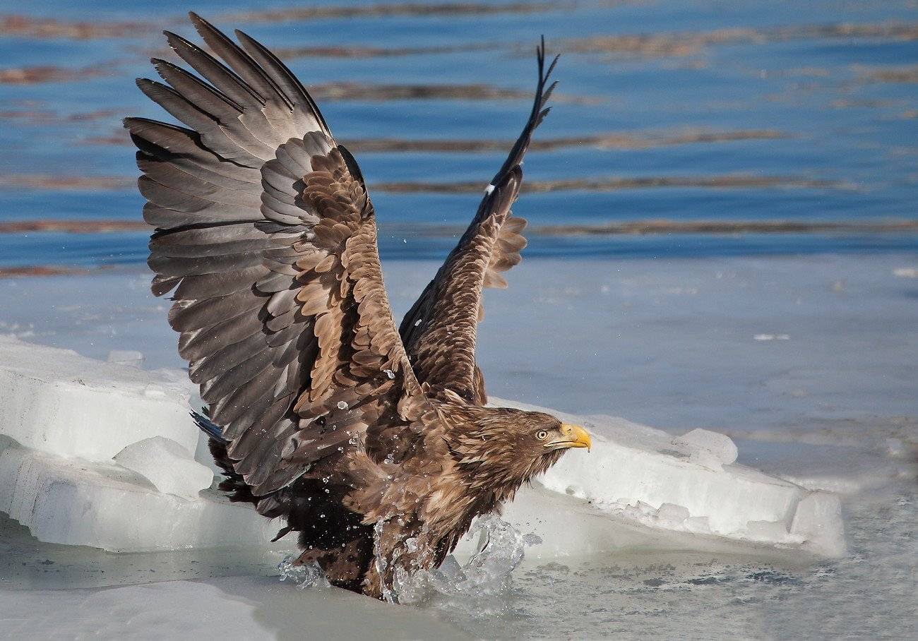 орлан, белохвостый лед вода, Евгений Слободской