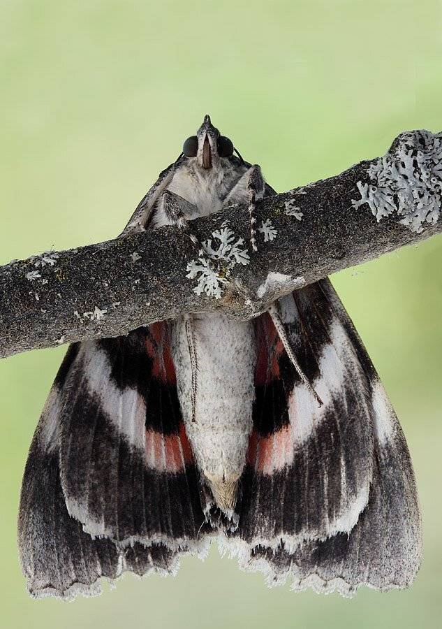 , Сергей Таланов
