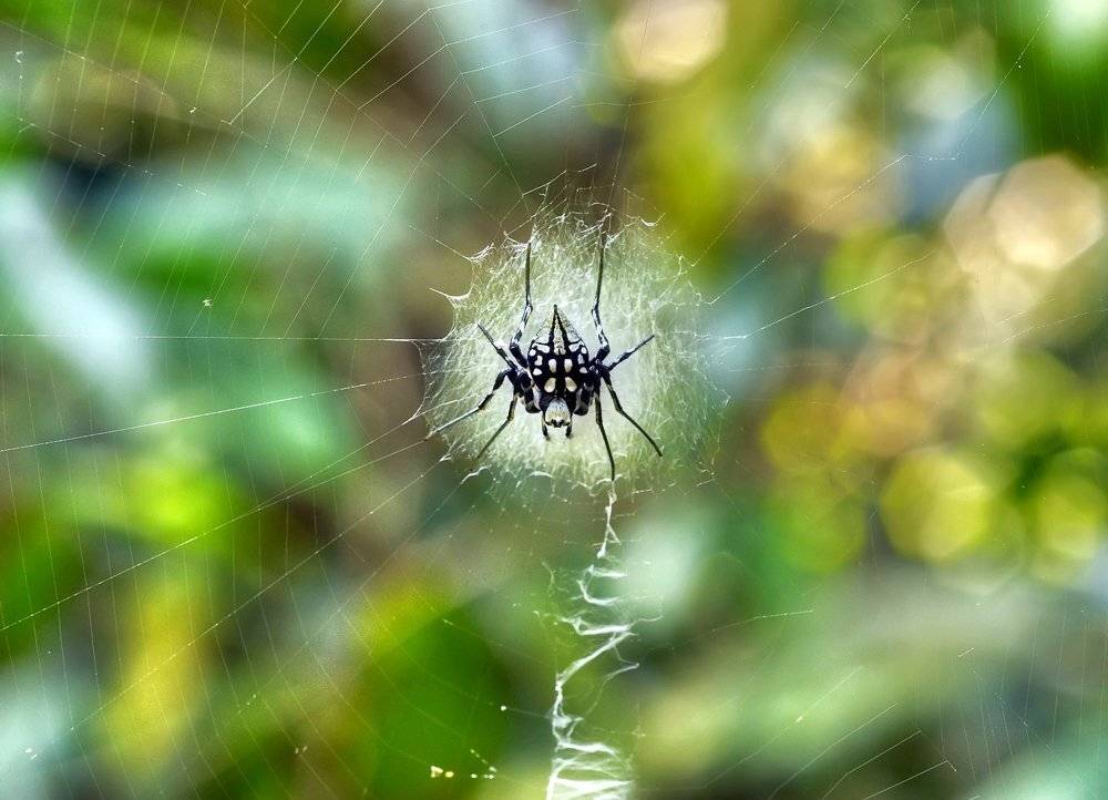 macro, closeup, insect, макро, насекомые, gnilenkov, Alexey Gnilenkov