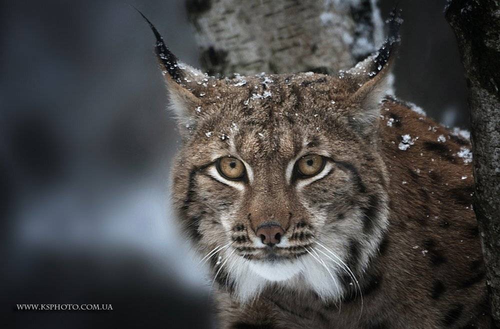 , Kantsyrenko Sergey