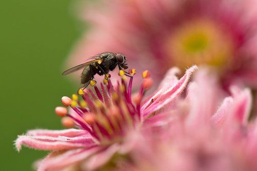 Сердцеедка