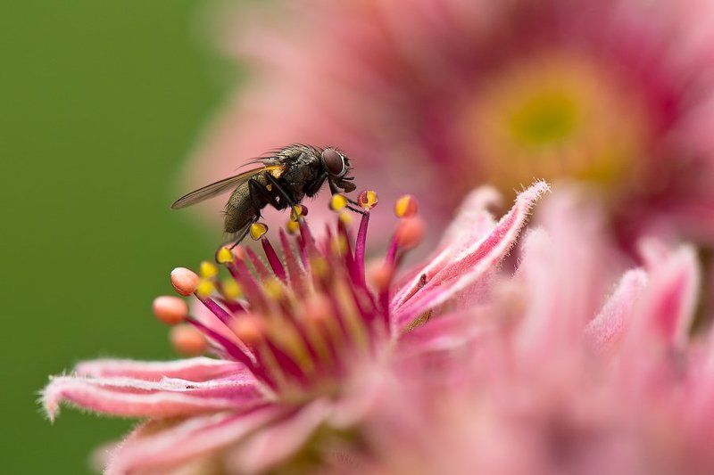макро, насекомые, комар, природа, цвток, розовый, молодило, еда, wildlife, insect. macro Сердцеедка фото превью