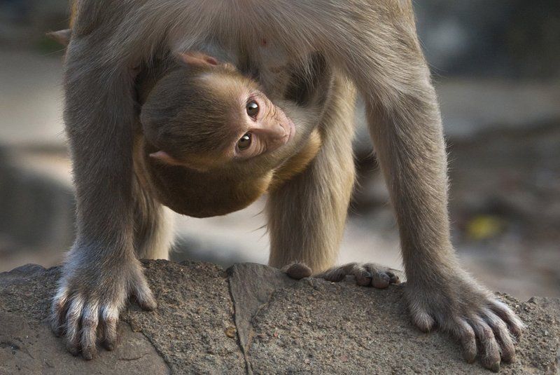 индия, путешествия, портреты, глаза, взгляд такие разные глаза... фото превью