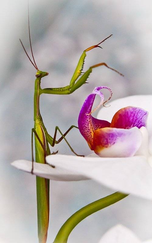 , Клименко Геннадий