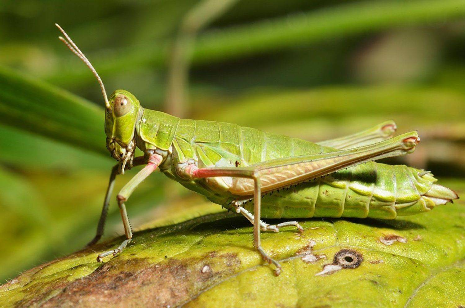 nikon, d7000, macro, kazakhstan, nature, казахстан, природа, макро, саранча, Эдуард Ким