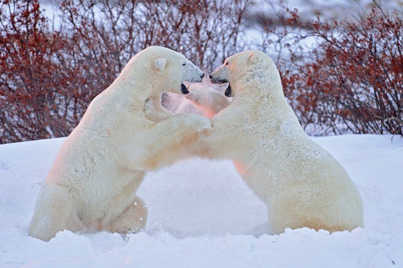 Sunset fight фото превью