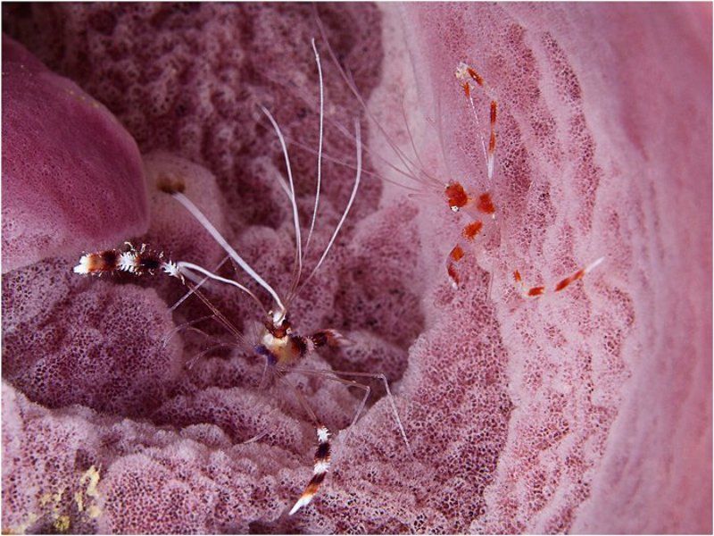 Сборная креветочная солянка фото превью