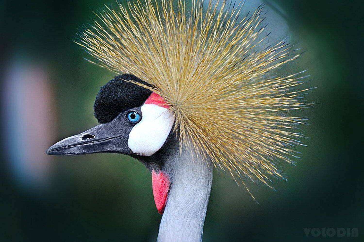 , Артур Володин