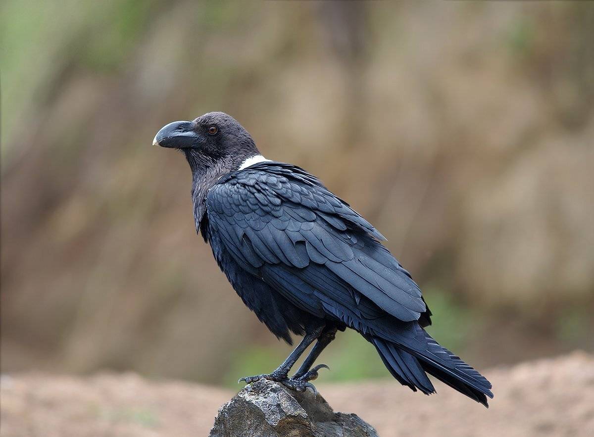 corvus albicollis, белошейный ворон, white-necked raven, птицы, corvidae, Sergey Volkov
