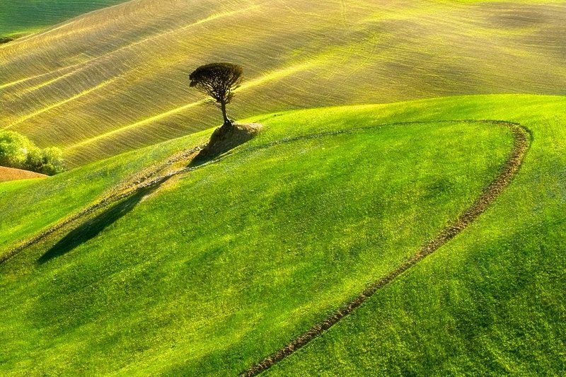 Tree ... фото превью