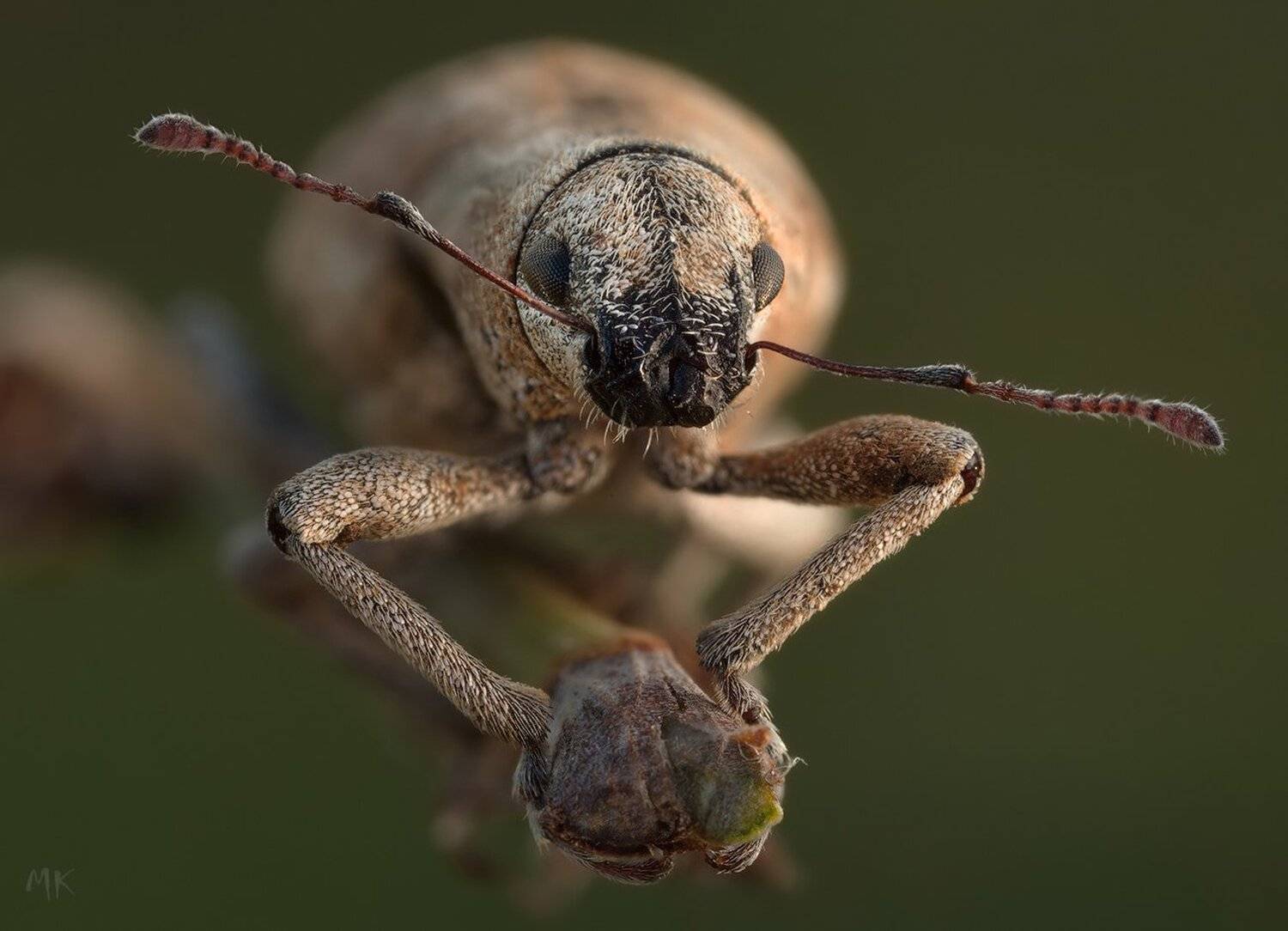 долгоносик, Miron Karlinsky