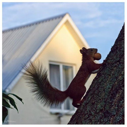 Беличий побег