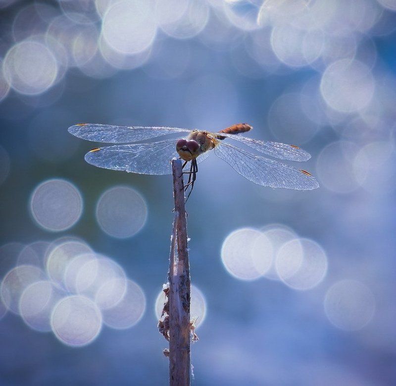 стрекоза ЖАРКИЙ ДЕНЬ. фото превью