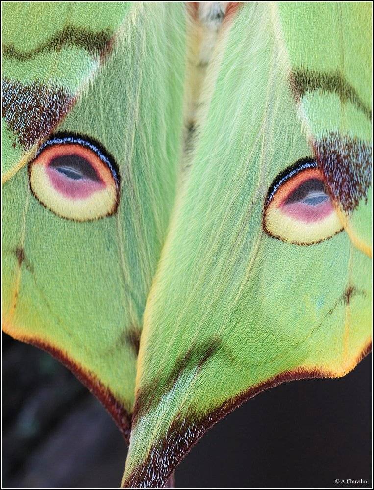 mimosae,павлиноглазка,маска,венецианская, Александр Чувилин