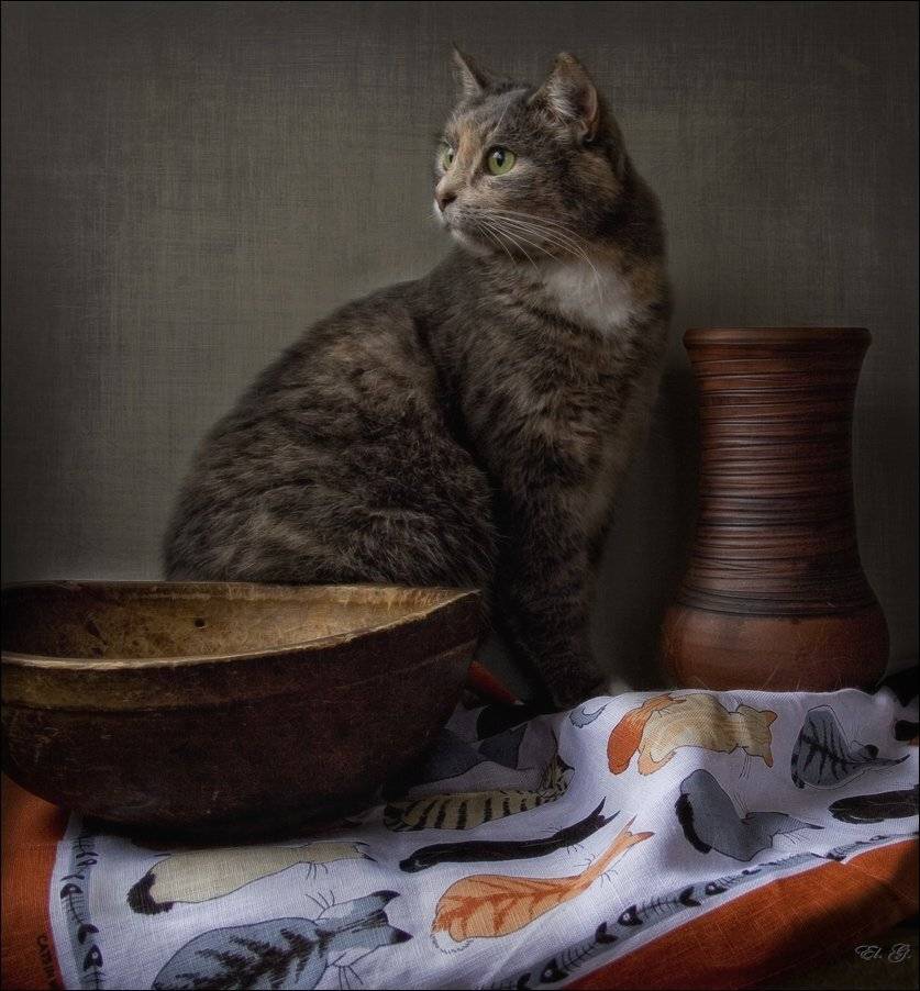 кошка, cat, El. G.