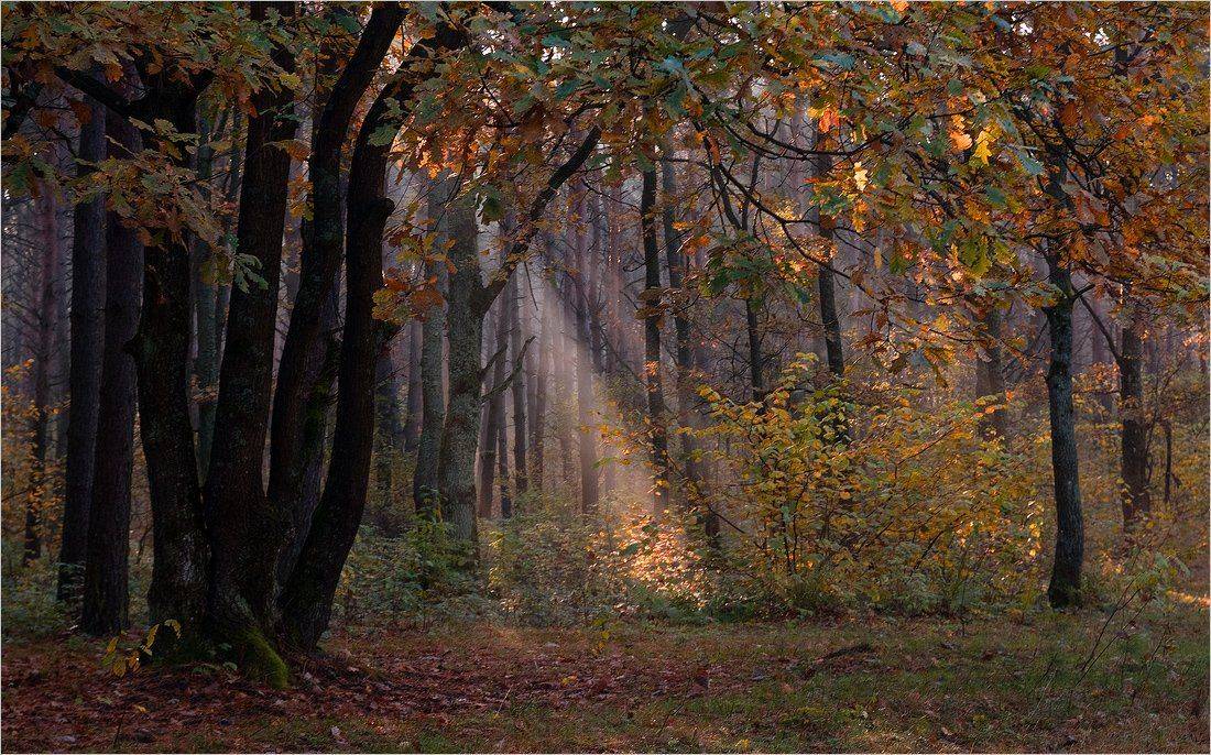 , Николай Шахманцир