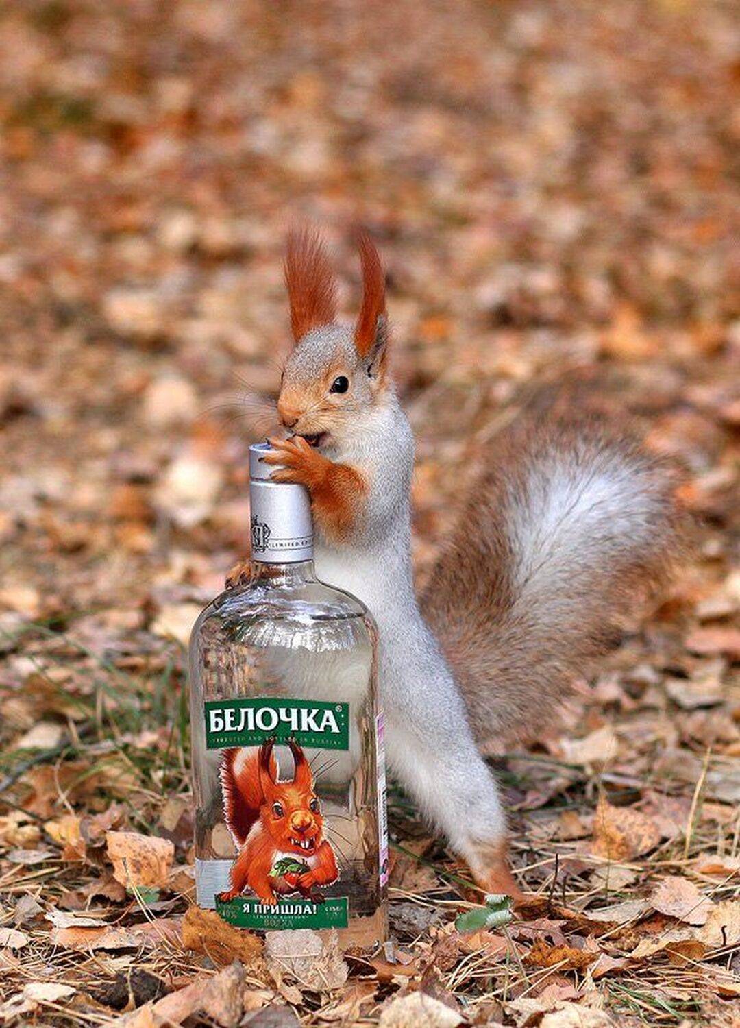 животные, белка, шутка, юмор, водка, Sokolova Tatiana