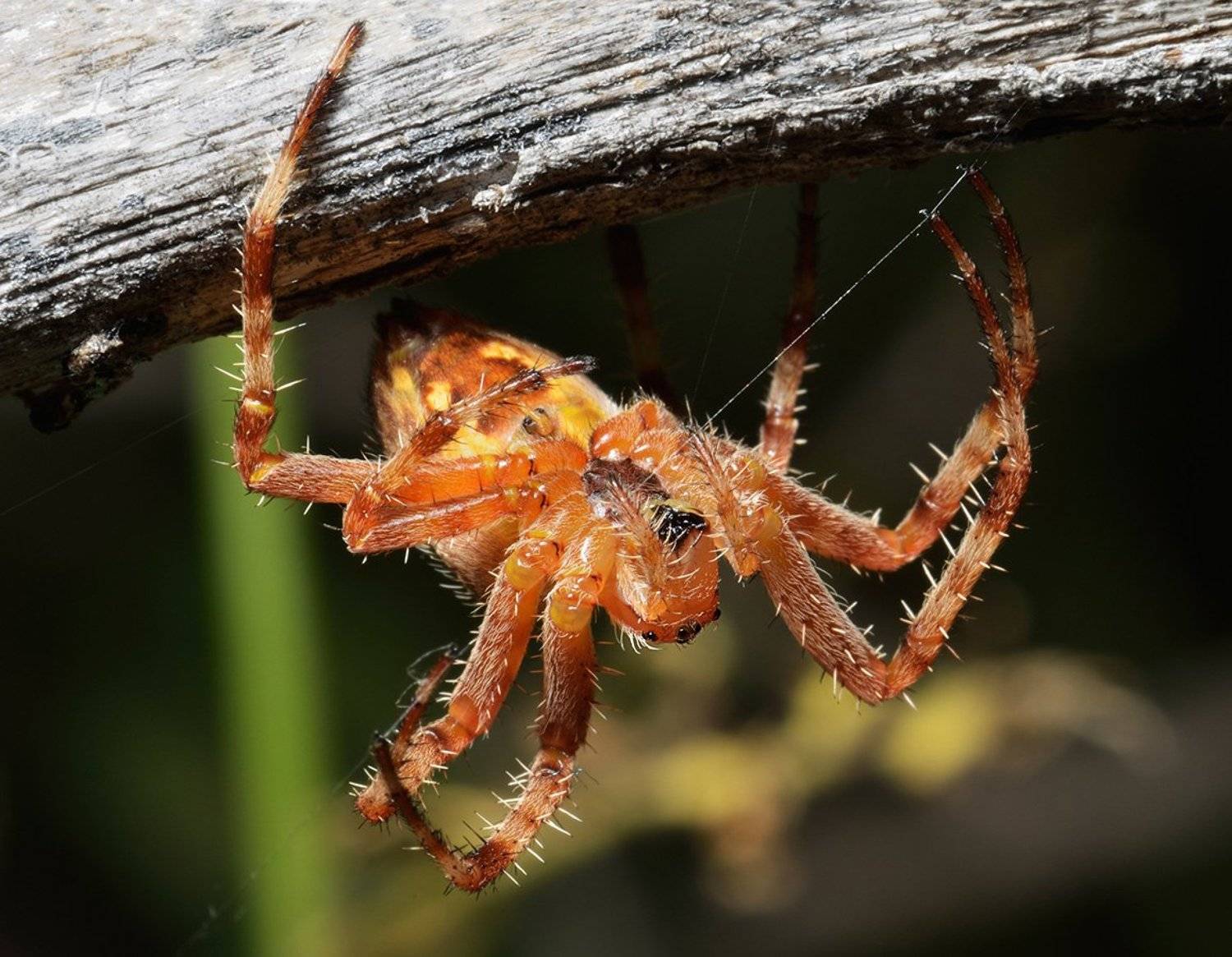 nikon, d7000, macro, kazakhstan, nature, spider, казахстан, природа, макро, паук, Эдуард Ким