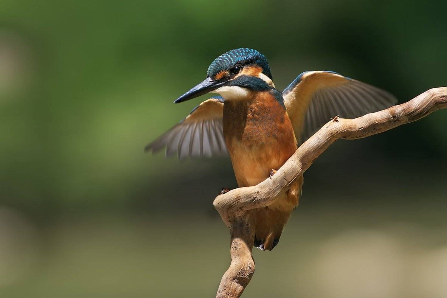 , Евгени Стефанов