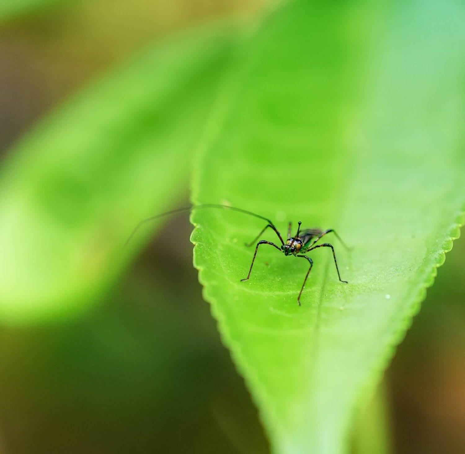 macro, closeup, insect, макро, насекомые, gnilenkov, Alexey Gnilenkov