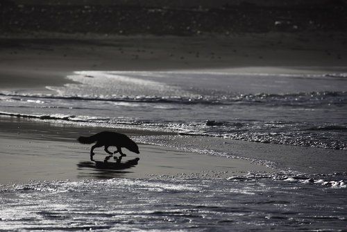 Песец ищет съедобное на литорали