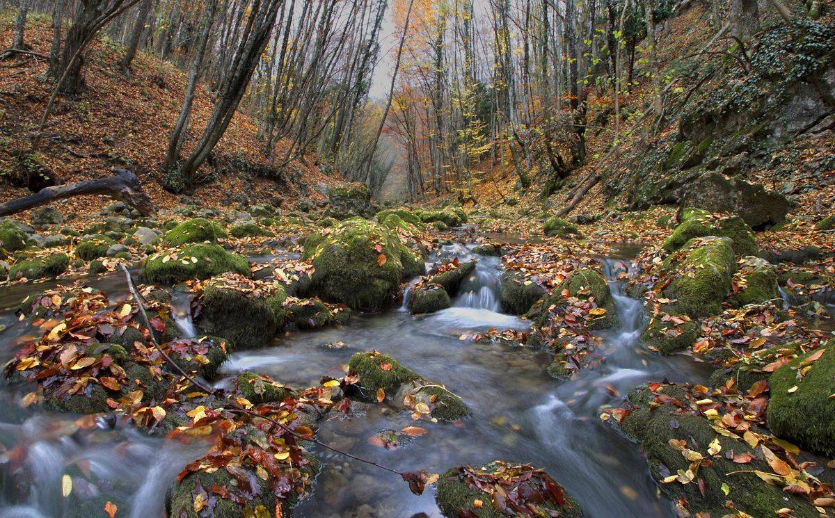осень, река, камни, мох, листья, Милокост Алексей