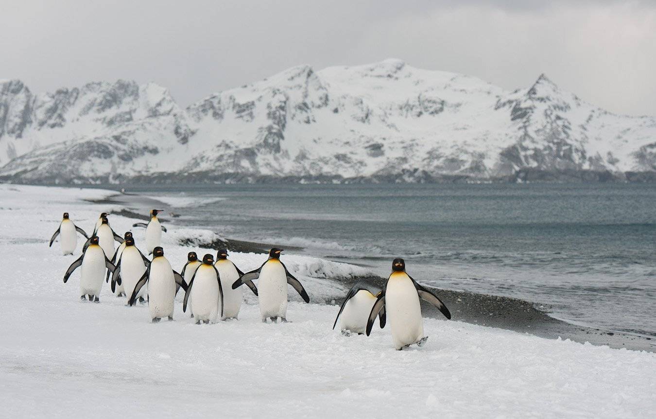 south, georgia, Андрей Ведерников