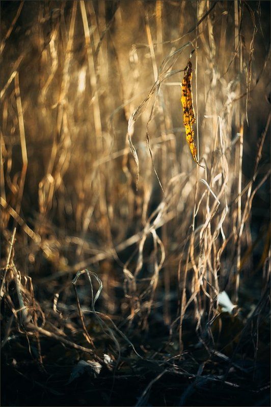 Осенняя история фото превью