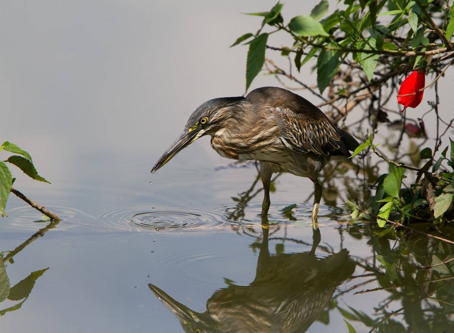 butorides striatus, зеленая кваква, птицы, бразилия, Елена Давыдова