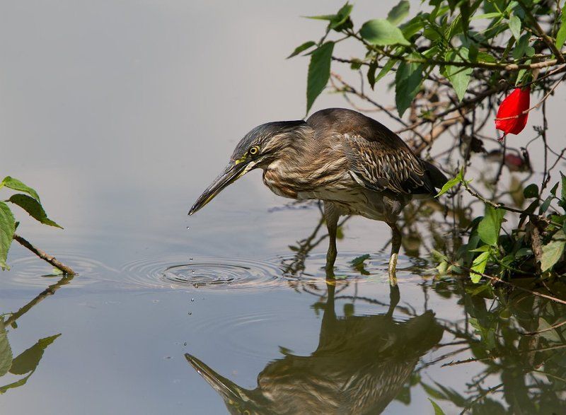butorides striatus, зеленая кваква, птицы, бразилия капельки фото превью