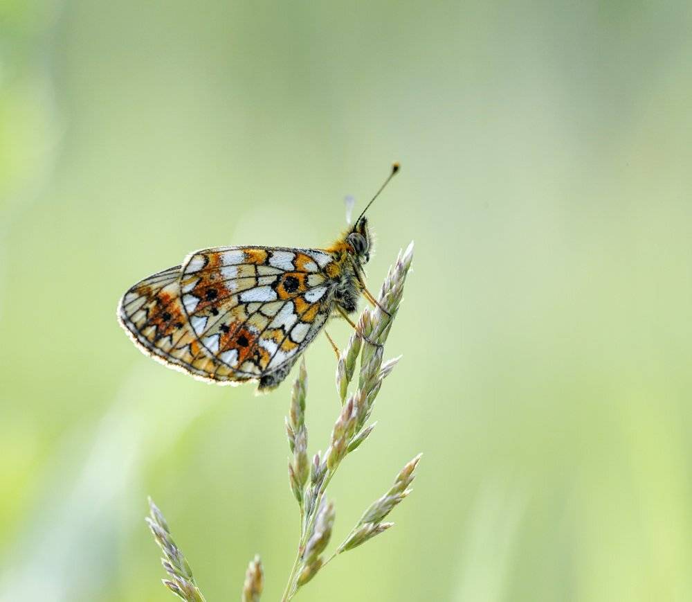 macro, closeup, insect, макро, насекомые, gnilenkov, Alexey Gnilenkov