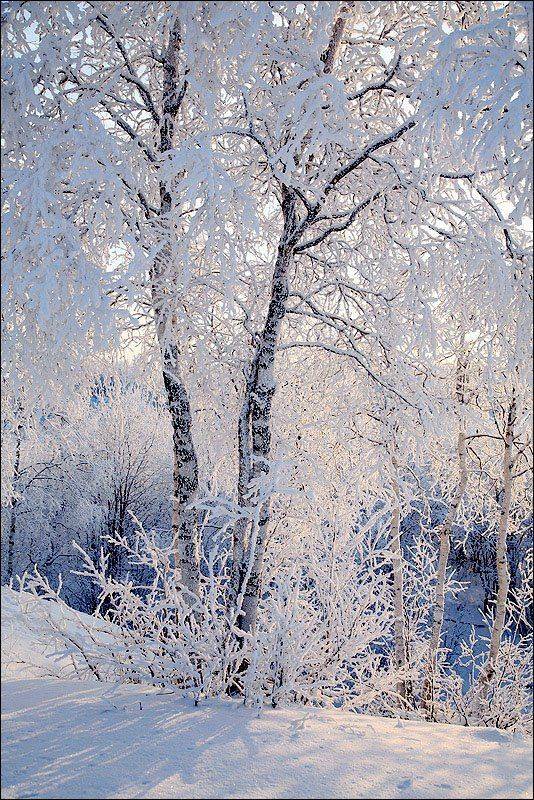 берёзы, мороз, изморозь, Victor Pechenev