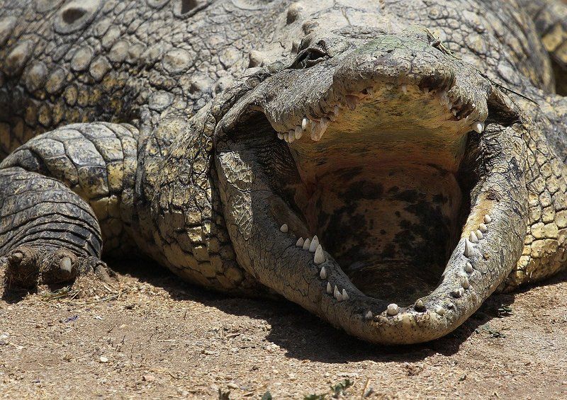 Жемчужина Нила, или Не ходите, дети, в Африку гулять! фото превью