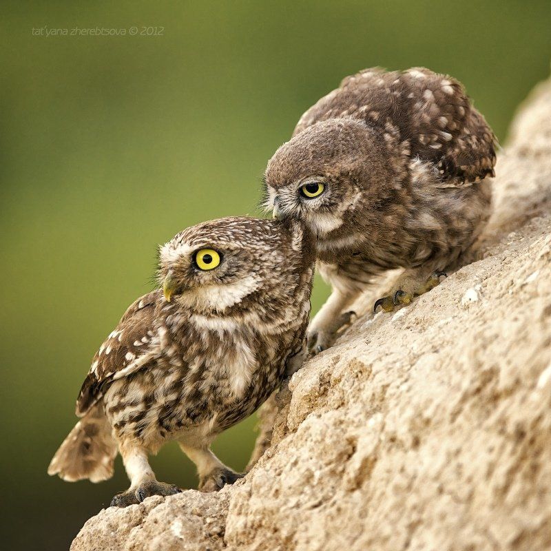 Сычик. Кормление фото превью
