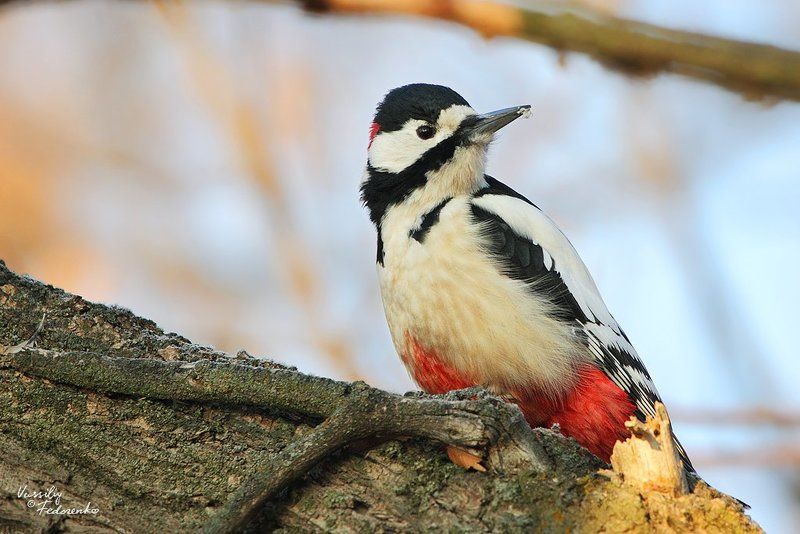 дятел, белокрылый, dendrocopos, leucopterus, птицы Дровосек фото превью