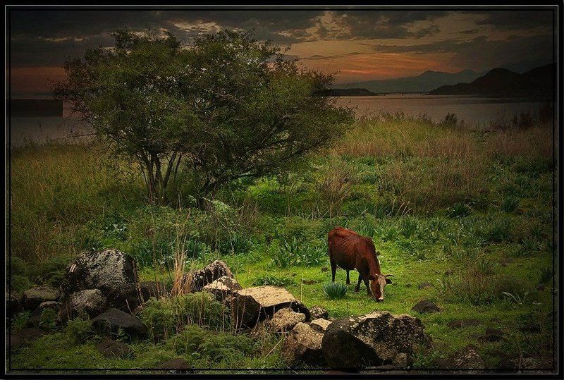 корова На лугу пасутся ко.... фото превью