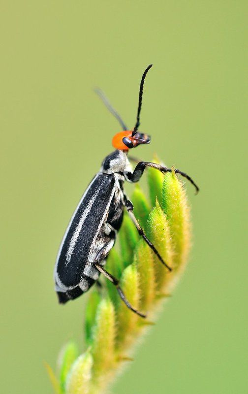 macro, closeup, insect, макро, насекомые, gnilenkov Meloidae фото превью