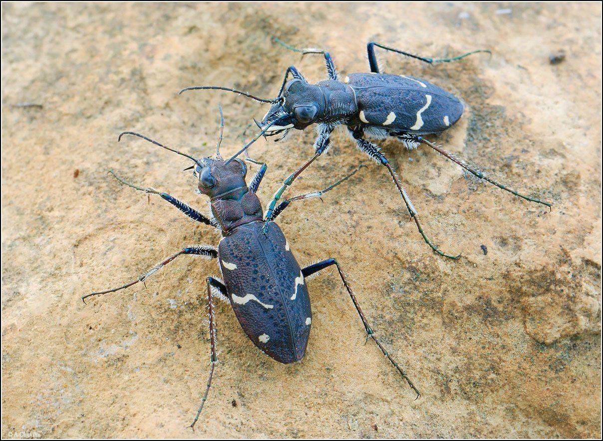 пара,жуки,скакуны,silvatica, Александр Чувилин